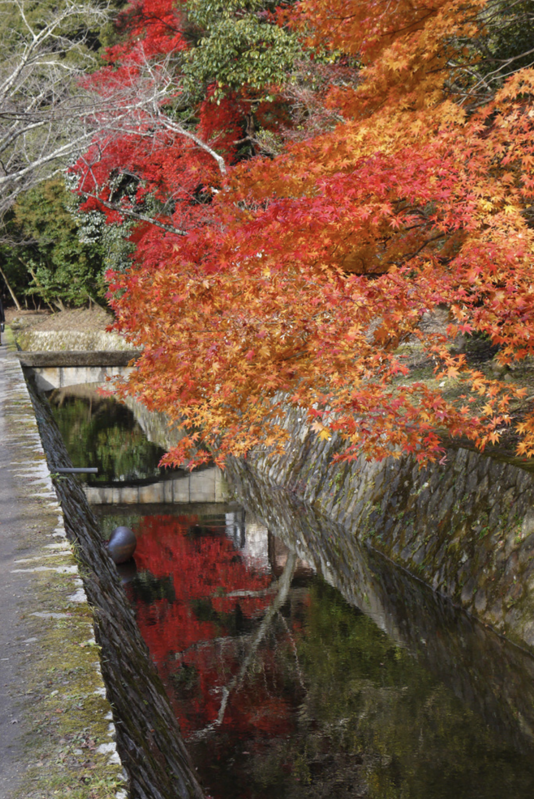 日本紅葉婚攝