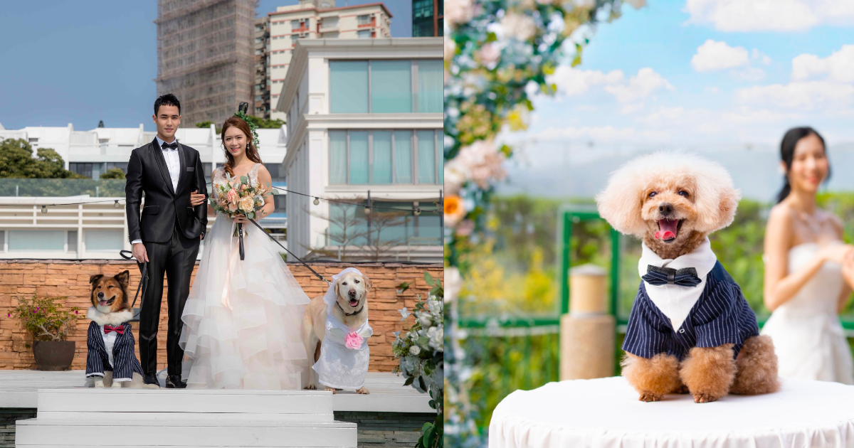 寵物友善婚禮