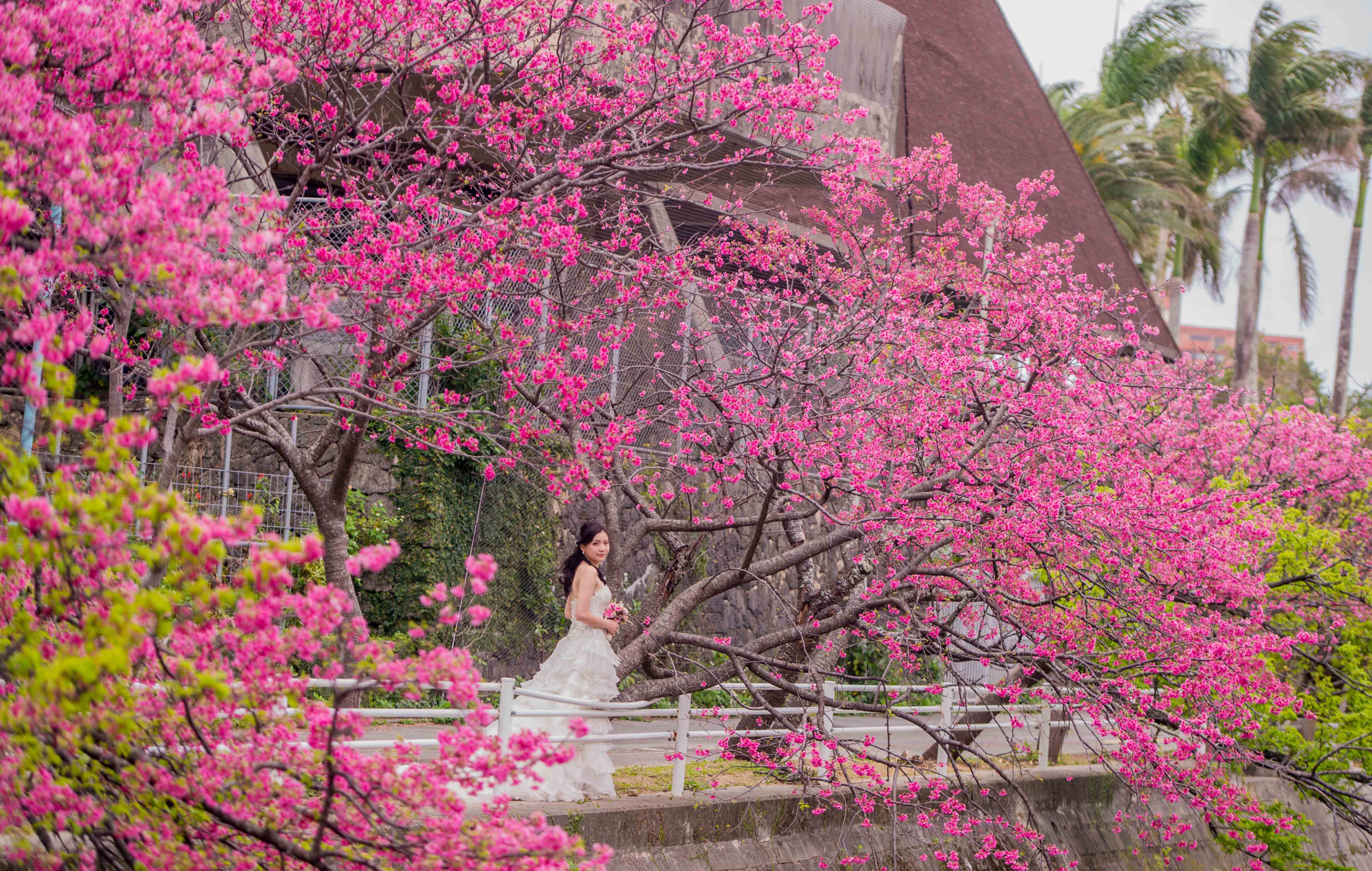 日本婚攝